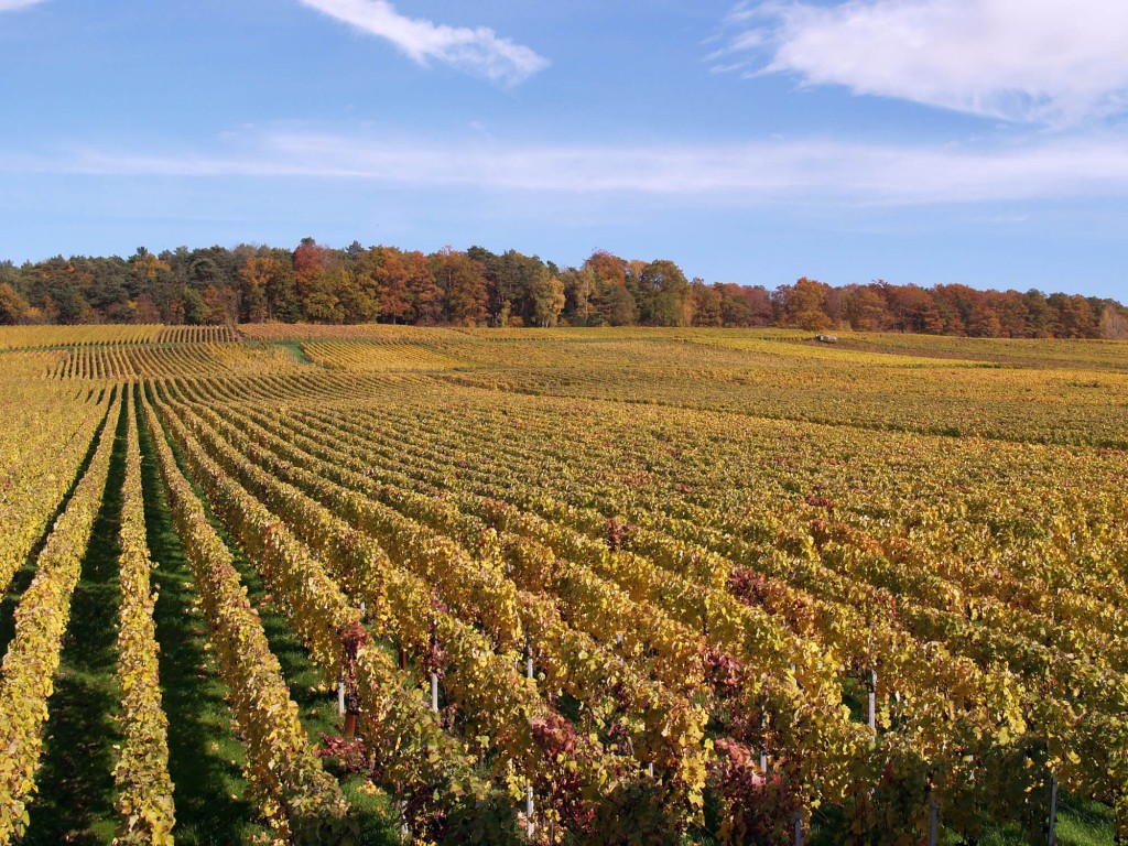 Courmas vineyard in autumn