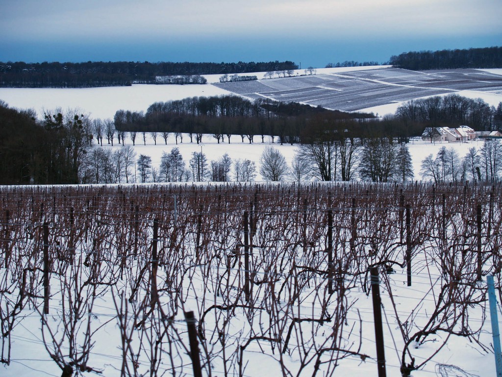 Vineyards under snow in winter