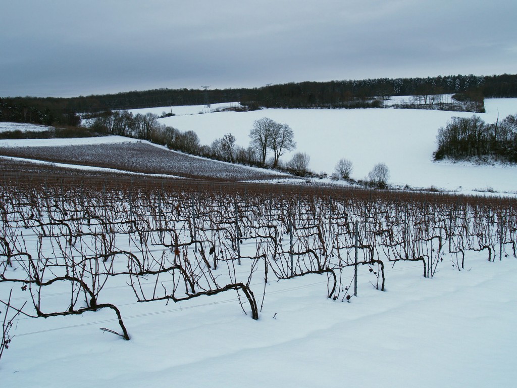 Vineyards under snow in winter