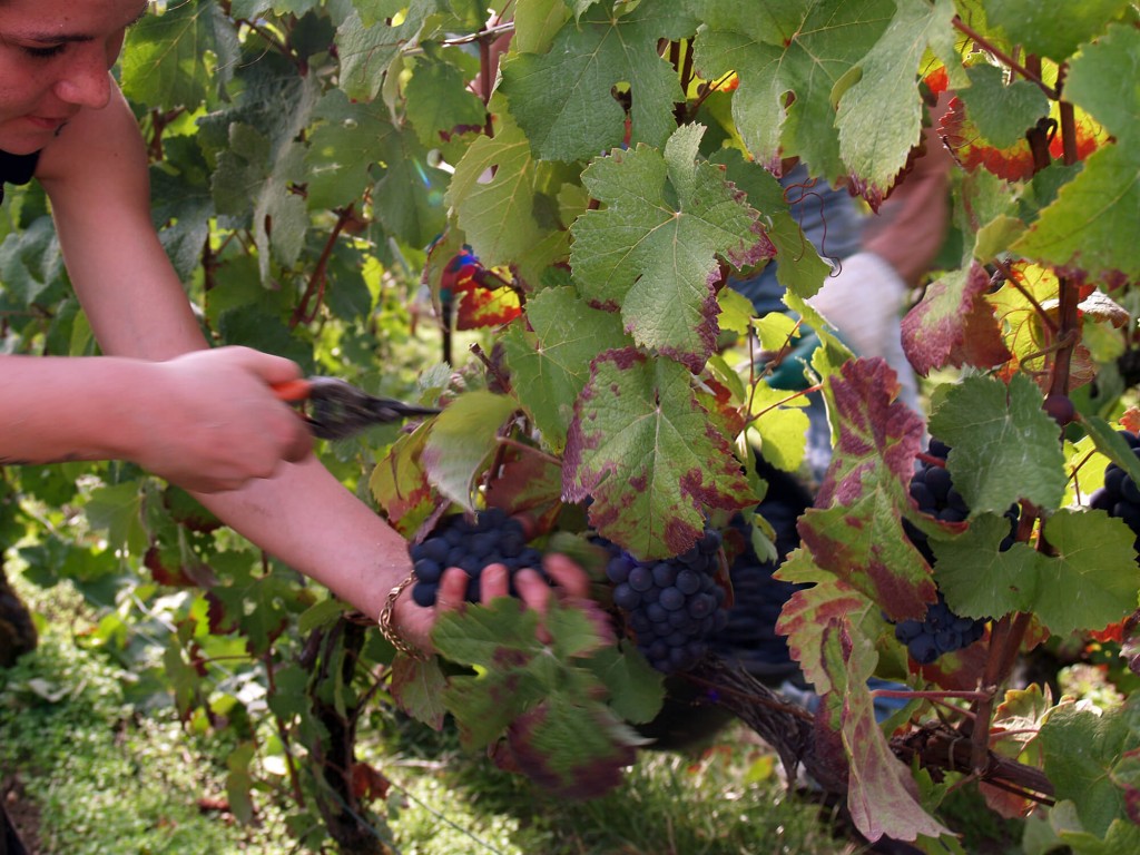 Woman hands harvesting grapes