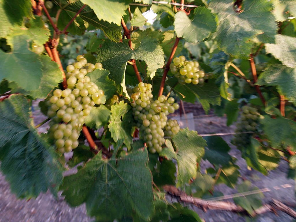 Chardonnay