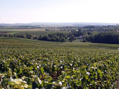 Vigneto di Coulommes-la-Montagne, 51390 Marne