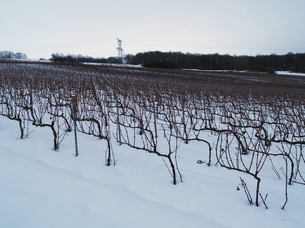 Vineyards under snow in winter