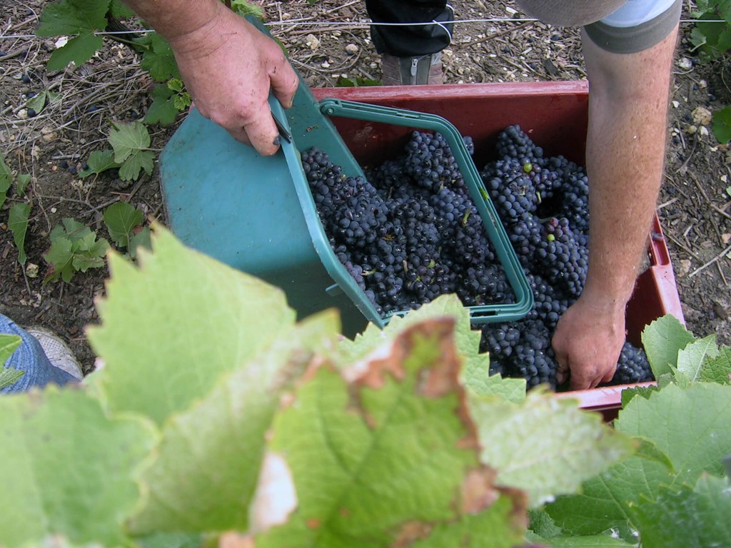 The pickers empty their picking baskets