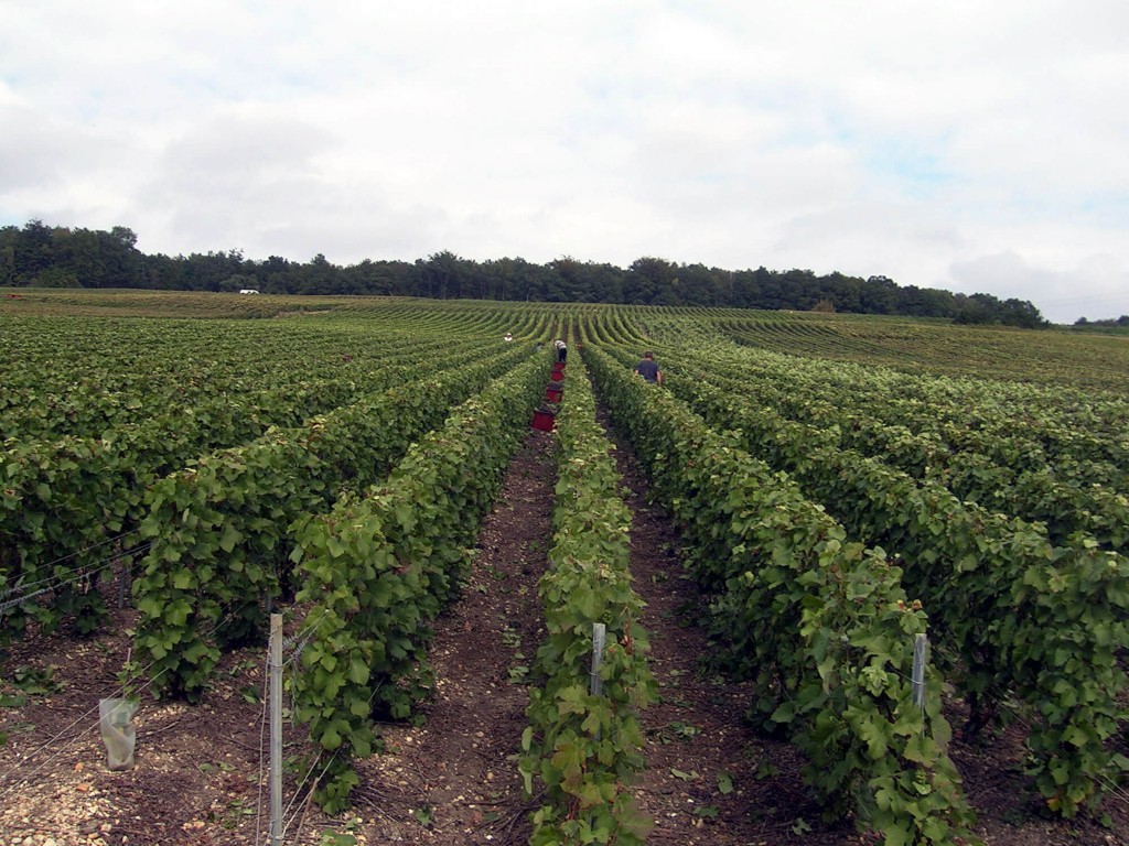 Les vendanges 2015