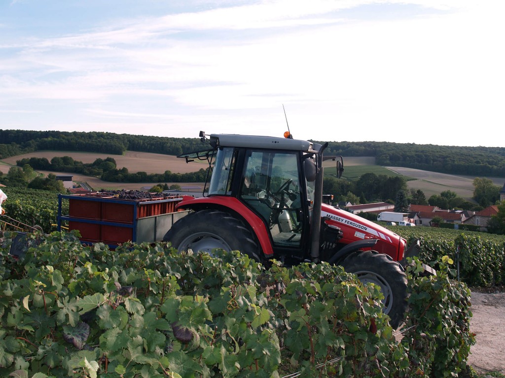 Tracteur dans les vignes transportant des bacs remplis de raisin