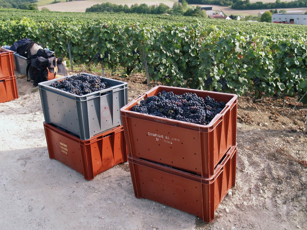 Boxes filled with the harvest of grapes