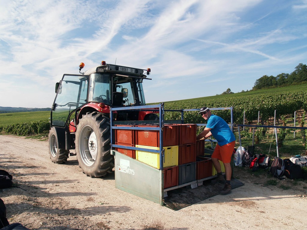 Chargement des bacs remplis de raisin sur la plateforme à l'arrière du tracteur