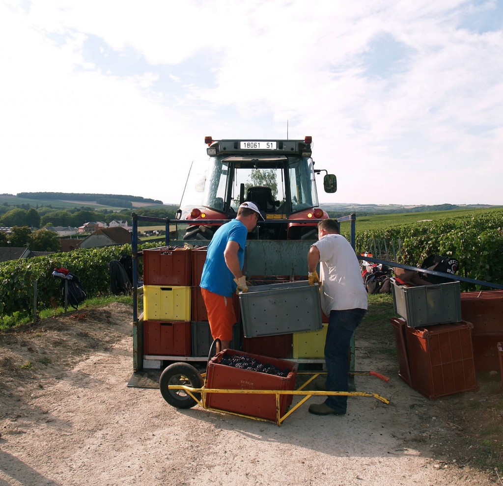 Chargement des bacs remplis de raisin sur la plateforme à l'arrière du tracteur