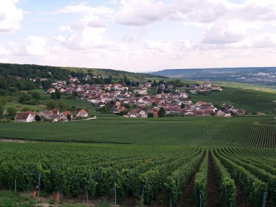 Vigneto di Champillon, 51160 Marne