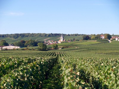 Ville-Dommange vineyard, 51390 Marne